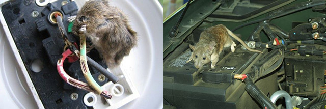 Cara mengusir tikus agar tidak masuk kap mobil