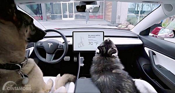 Berawal dari Cuitan Twitter, Tesla Kembangkan Fitur Baru Dog Mode