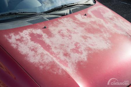 Dianggap Berbahaya, Sebenarnya Apa Dampak Jamur Pada Mobil?