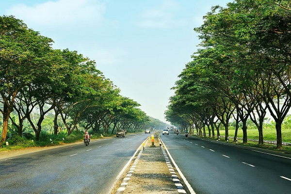 Manfaat Pohon Trembesi di Jalan Tol