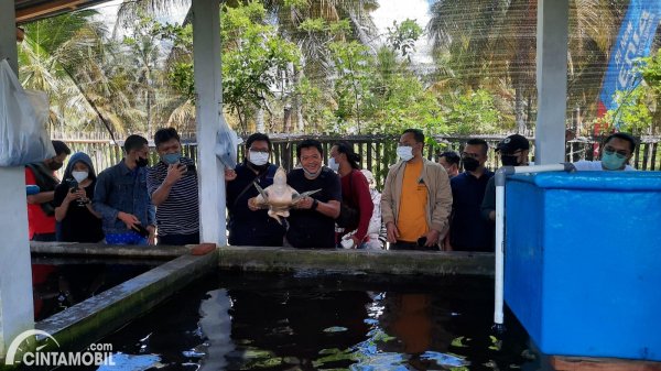 Konservasi Jogosimo: Keseriusan Daihatsu Terhadap Pelestarian Penyu